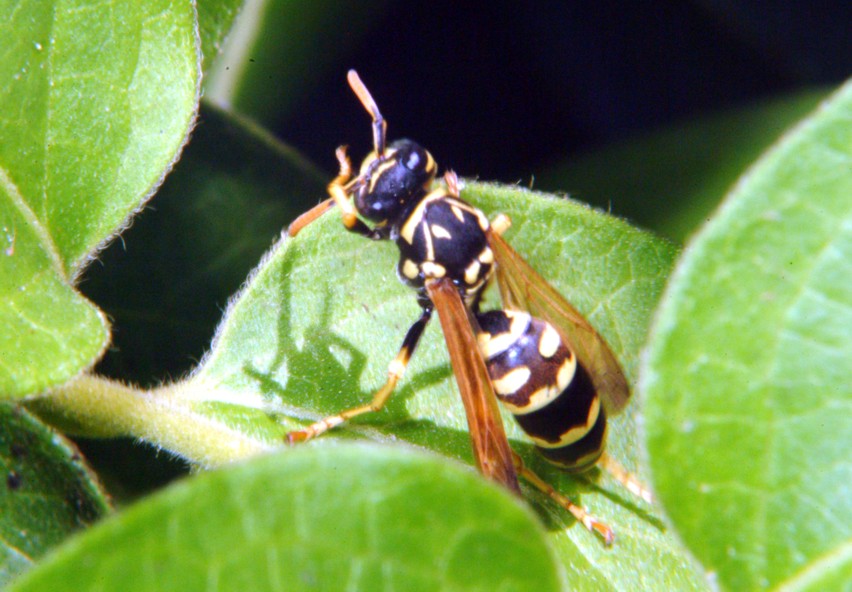 Le meraviglie  Polistes allistituto di bellezza